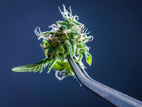 Cannabis plant_crop